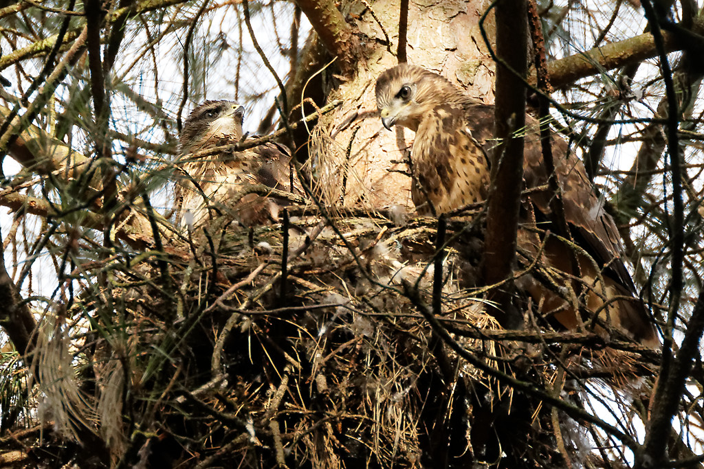 buzzards nest car park