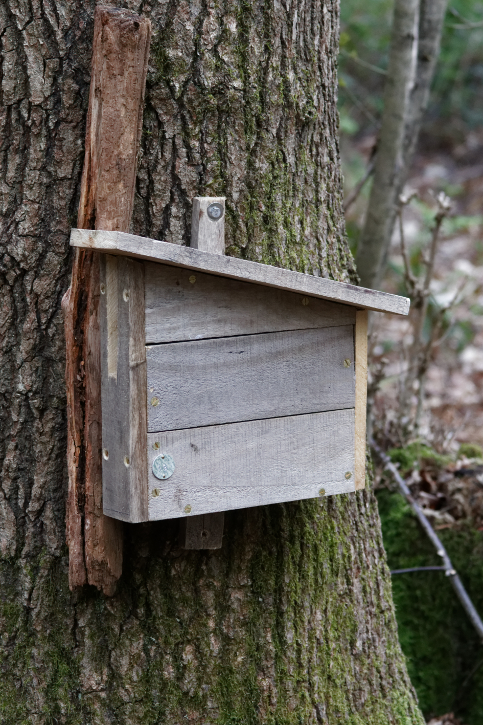 Treecreepers - Nesting And Nest Boxes - Chris And Chris's Birds