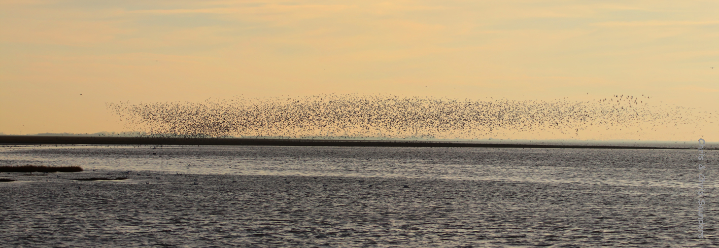 Awash with Waders - from flocks to murmurations - Chris and Chris's birds